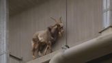 Mountain goat stuck under bridge a little sheepish after harrowing rescue