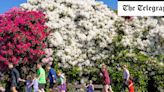 Beware of killer rhododendrons, Woodland Trust urges gardeners