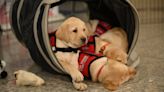 HHS to host 'Puppy Cam' event to promote Mental Health Awareness Month