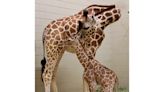 Help name the Birmingham Zoo's new giraffe