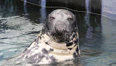 Rescued seal celebrates 50th birthday at sanctuary