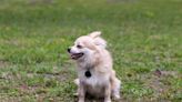 Foster Mom's First Bath for Fearful Chihuahua Mix Wins Hearts Everywhere