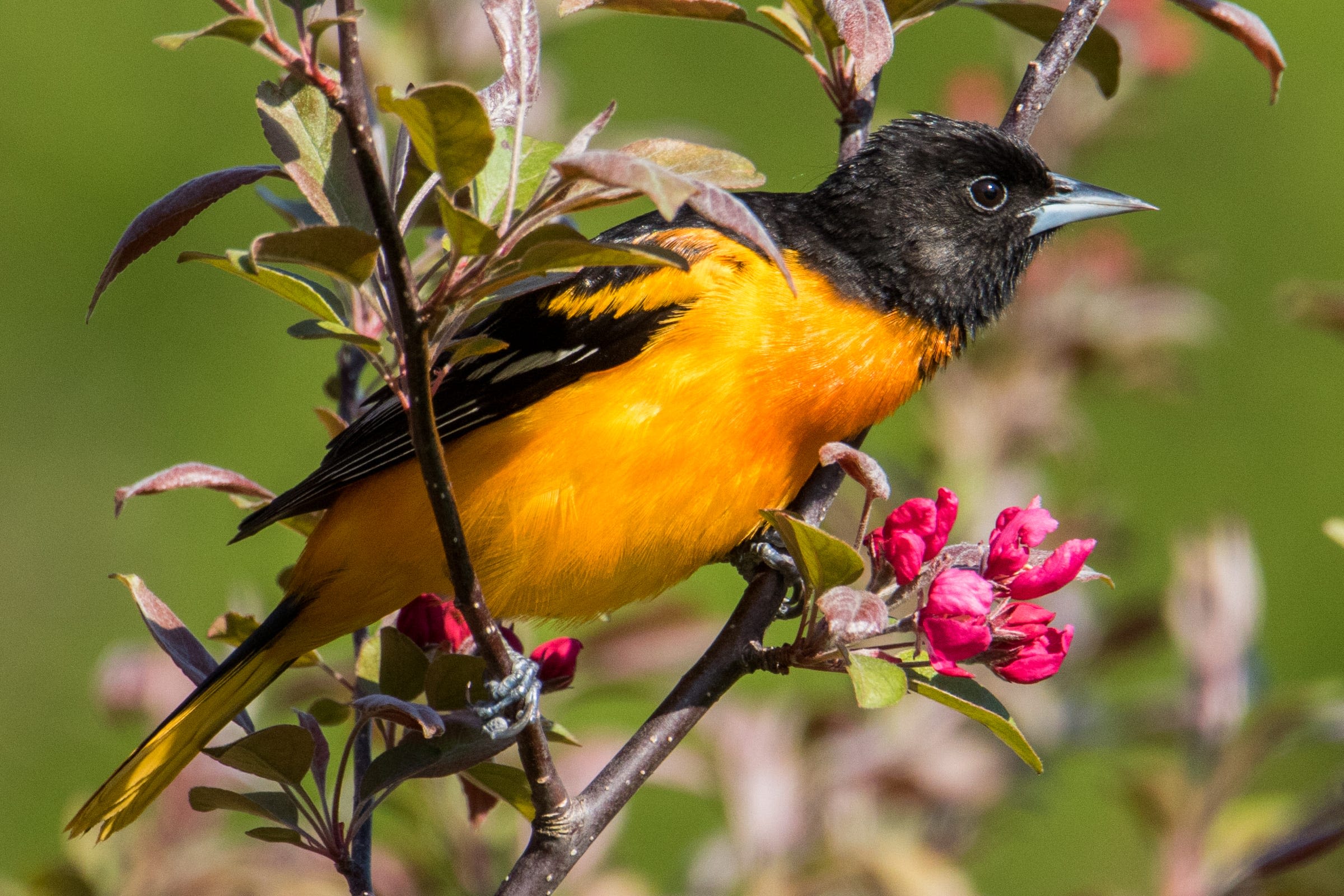 Prep some oranges! Interactive Baltimore oriole migration tracker map shows they're close