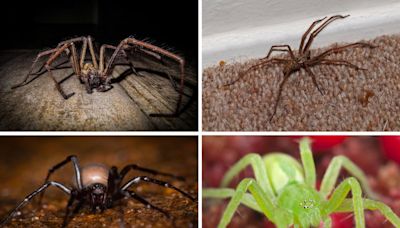 Spider season is here: the 22 species you're likely to find in your home