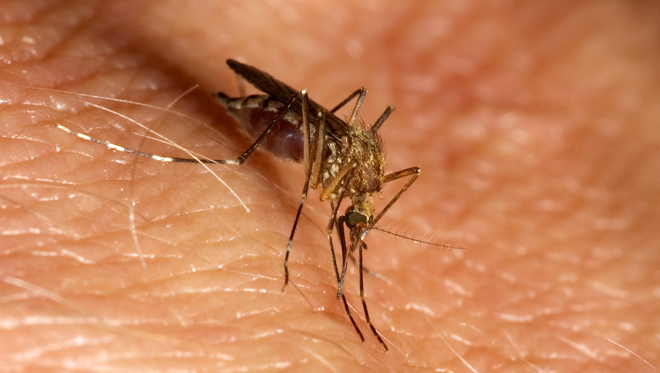 State's first 2024 case of mosquito-borne disease EEE found in southwest Michigan horse