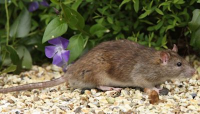 Rats sprint in the opposite direction of gardens if they smell 1 household item