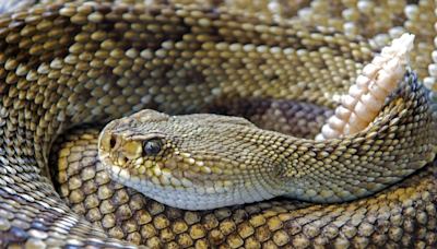 Man In UP's Fatehpur Gets Bitten By Snakes 6 Times In 35 Days, Then...