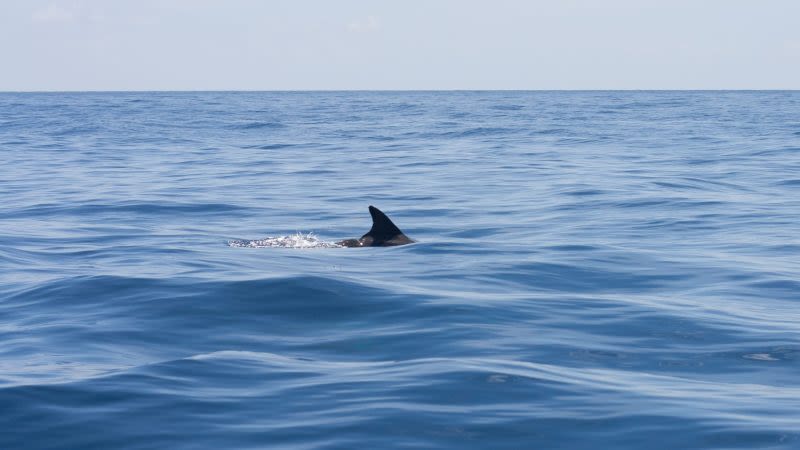 Man bitten by shark near Charleston Harbor, coast guard says