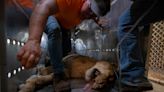 Lions, a bear and a camel say goodbye to Puerto Rico's zoo