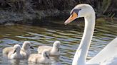 Baby swans take first steps on Longboat Key | Your Observer