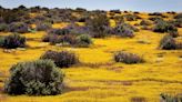 California’s desert bloom comes alive on nature’s schedule