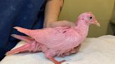 Pigeon dyed pink found in New York City, believed to be for gender reveal party