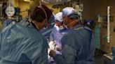 Pig-organ transplants: what three human recipients have taught scientists