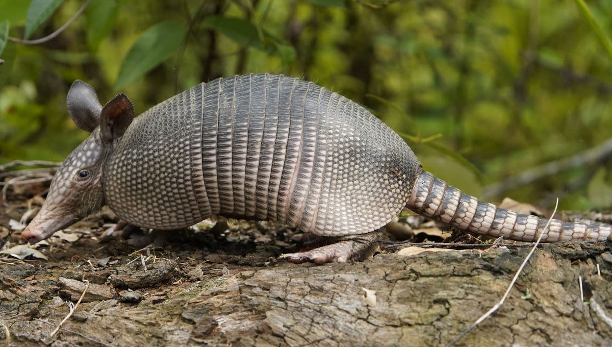 Turns Out Texas’ State Small Mammal Is Actually 4 Different Species