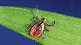 'Quiet Epidemic' delves into chronic Lyme disease