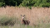 A brain disease in deer is found in Florida, the latest state to detect the illness