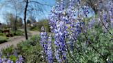 How to attract hummingbirds, butterflies and other pollinators to your Modesto garden