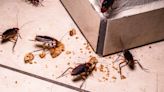 Scientists reveal how cockroaches conquered the world