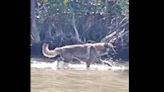 Florida dog jumped into a lagoon and got stranded on an island. Then came the search