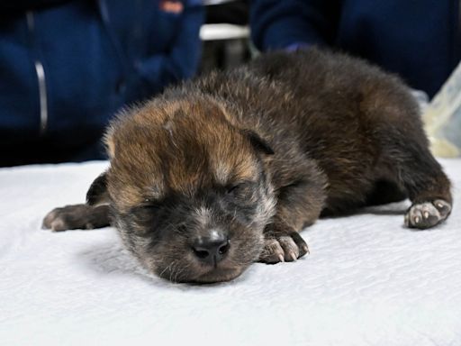 Nacen cachorros de lobo mexicano en el Zoológico Brookfield de Chicago
