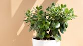 How to Care for a Jade Plant the Right Way, According to Experts