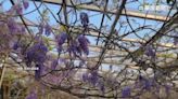 一年10天浪漫盛開！淡水紫藤花園開園遊客湧入