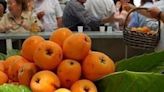 Sayalonga(Málaga) celebra 'el día del níspero' con el reparto de 1.500 kilos de este fruto