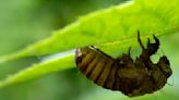 Rare Cicada llinois