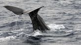 Might we soon understand sperm whale speak? | The Excerpt