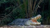 Crocodile 'kills' woman in Odisha's Kendrapara, Rupees 6 lakhs compensation from govt