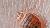 How to tell if you have bed bugs in hotels, rentals and what to do if you take them home