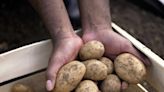 Genius Tips for Storing Potatoes for as Long as Possible