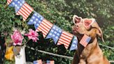 Why Your Dog Should Have Updated Tags on the 4th of July