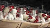 Primera muerte por gripe aviar H5N2 en México y el mundo es de una cepa nunca antes vista en humanos