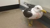 Appeal after gull with bullet wound lands in garden