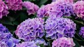 Protect your hydrangeas from turning 'crispy' and 'burnt' as heatwave hits