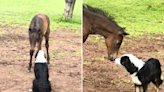 "Friendliest" collie sneaks into horse's field to visit his best friend