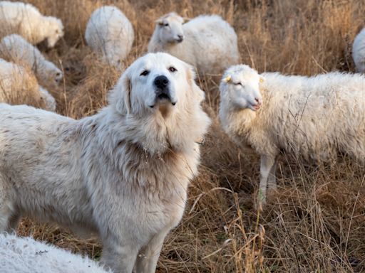 Video of Sheep Nuzzling Sheep Dog on English Hillside Is Downright Adorable