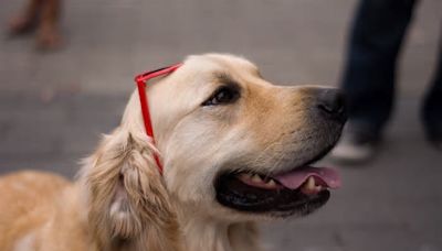 Baruch needs a therapy dog