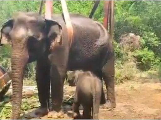 Baby elephant in distress after seeing sick mother, Tamil Nadu forest officials step in