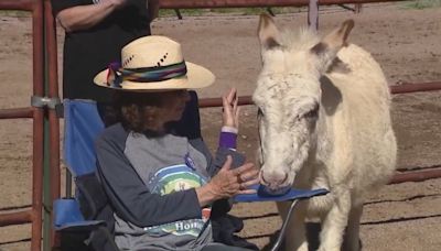 Arizona non profit uses donkeys as therapy animals