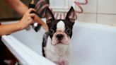 How often should you bathe your dog? How to clean based on breed, lifestyle and coat.