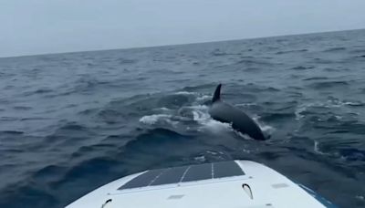 Video: un hombre navegaba solo en el océano Atlántico y fue rodeado por una manada de ballenas