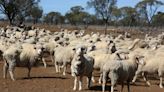 Australian sheepmeat exports to Brazil resume after four year pause