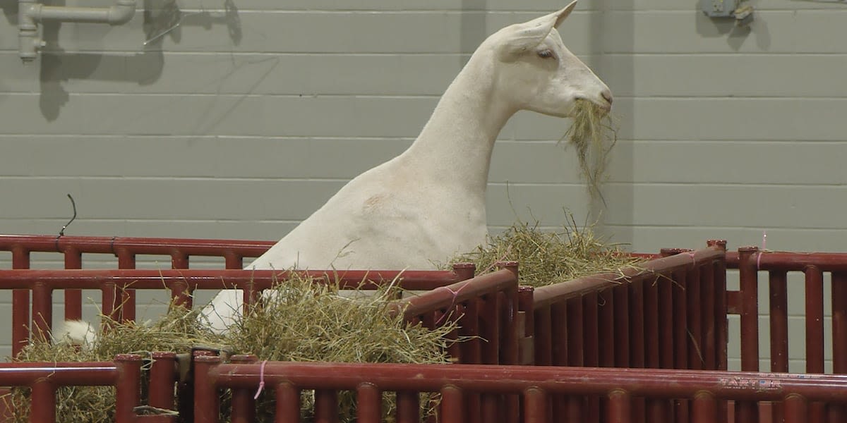 American Dairy Goat Show comes to Louisville