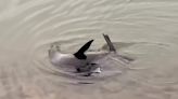 Watch: Fur seal found in Australian lake 9 miles from the ocean