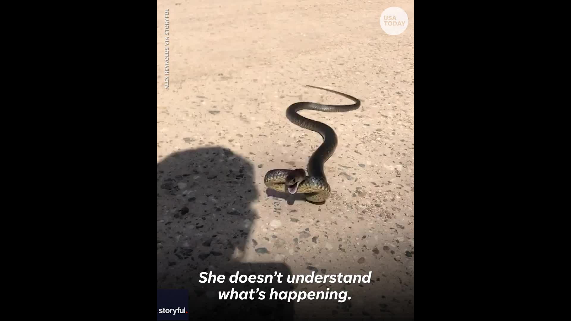A poisonous snake – with no known toxin – bites San Diego Zoo employee