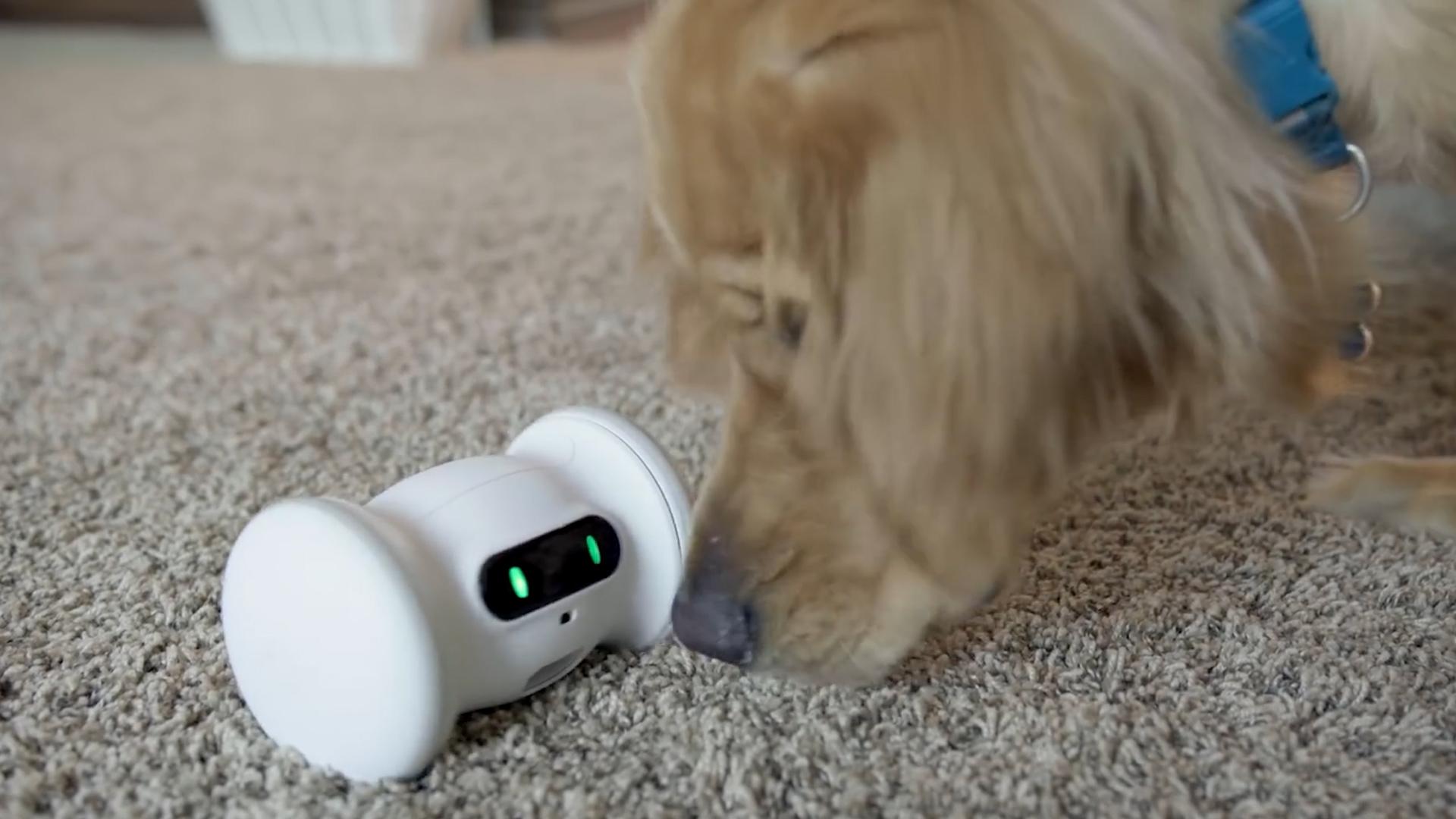 This bot could help your dog stay in shape
