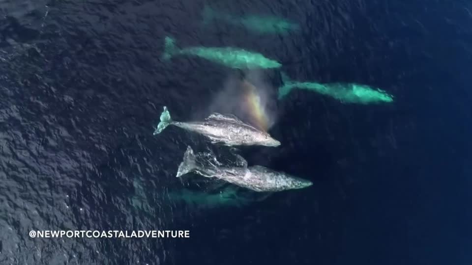 Drone footage captures California whale migration