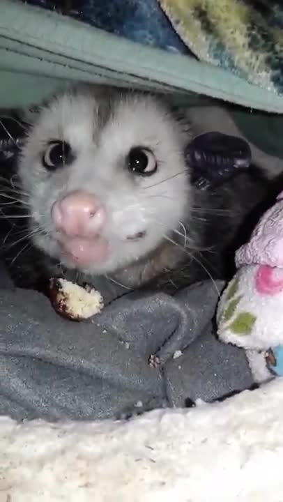 Sweet Opossum Snacks On Stolen Doughnut